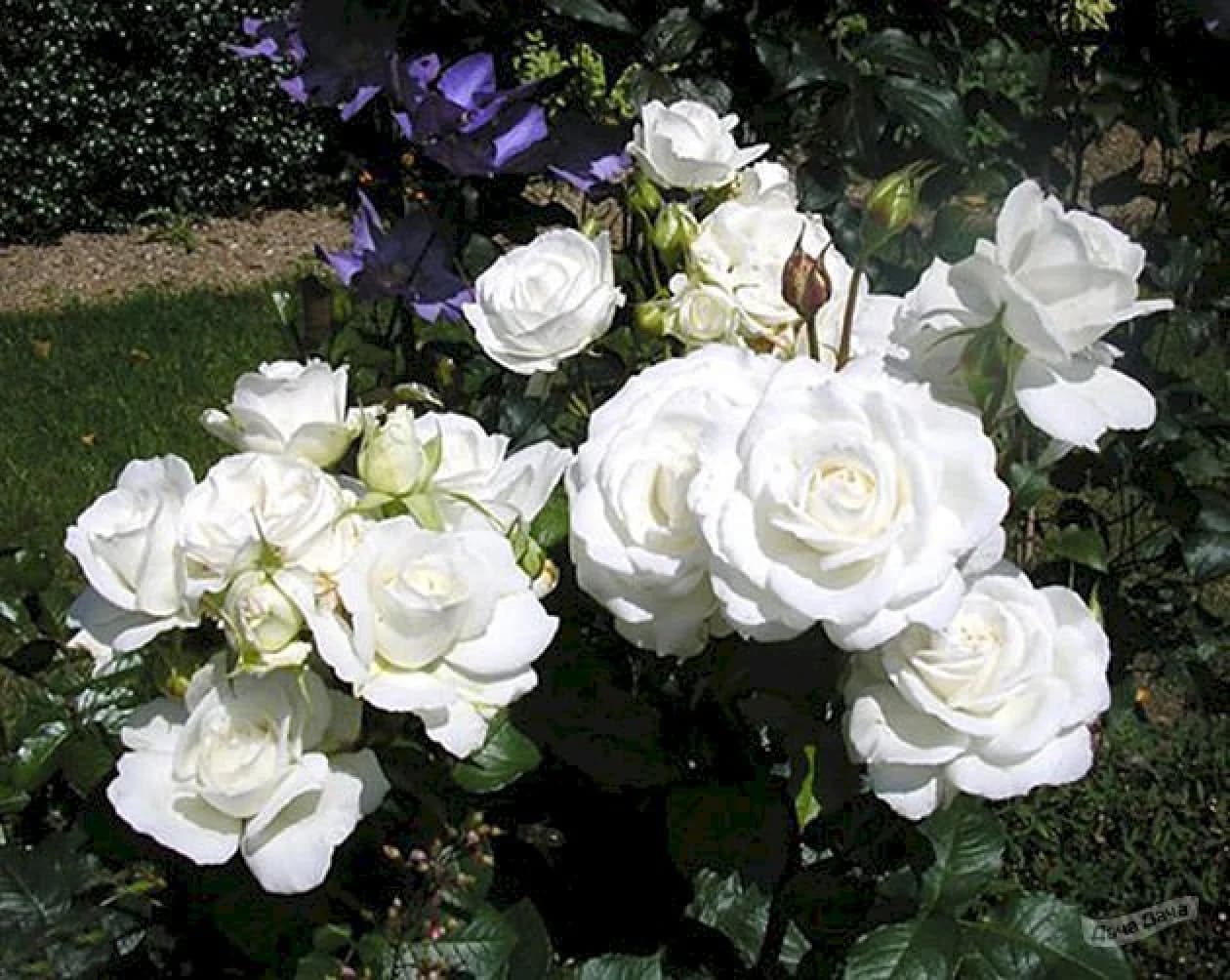 Фото 2