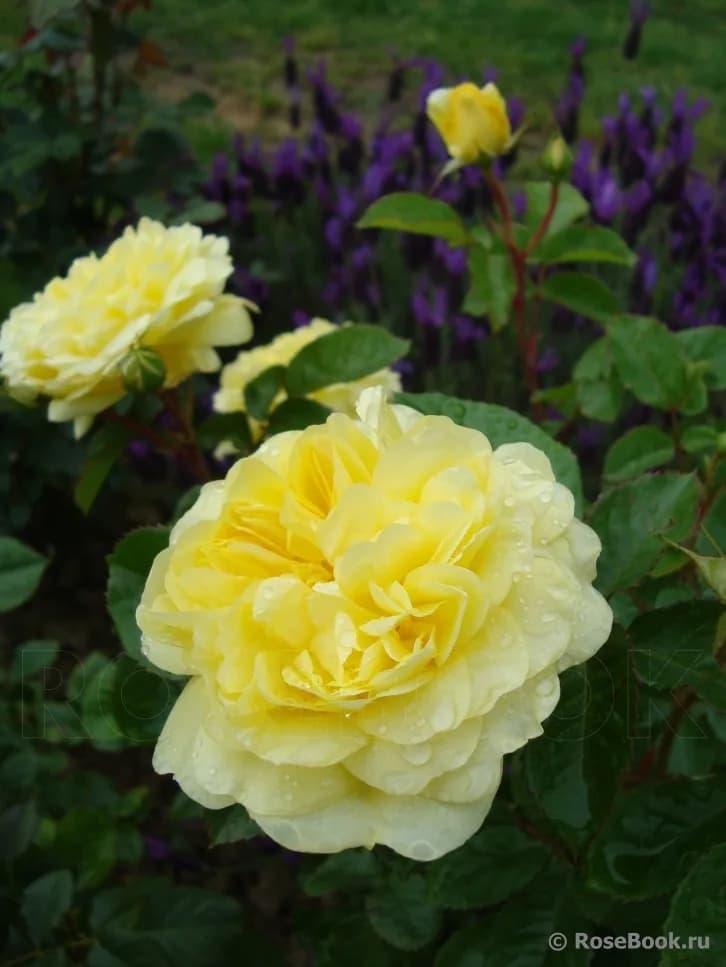 Фото 3