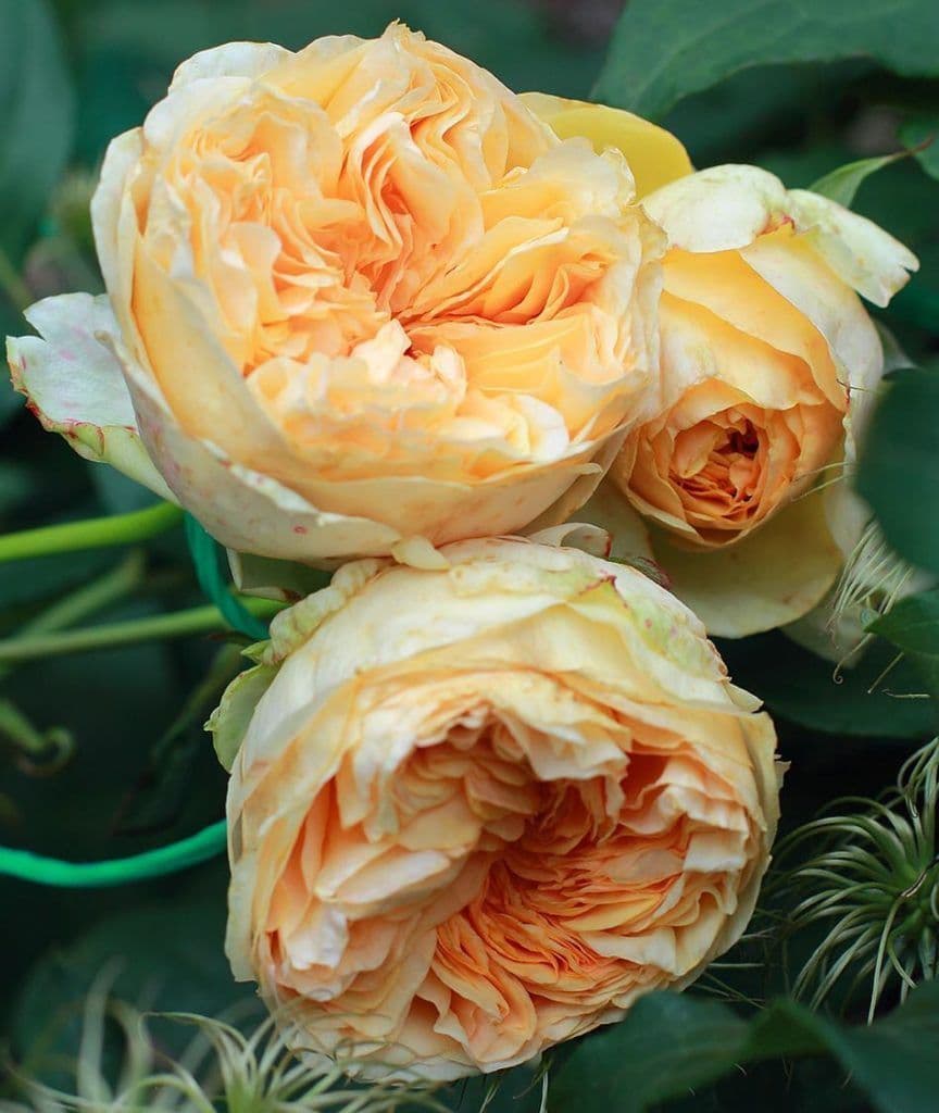 Фото 2