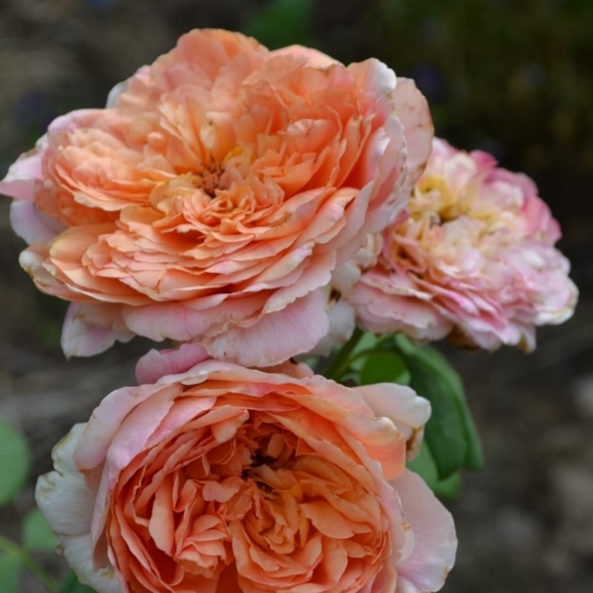Фото 3