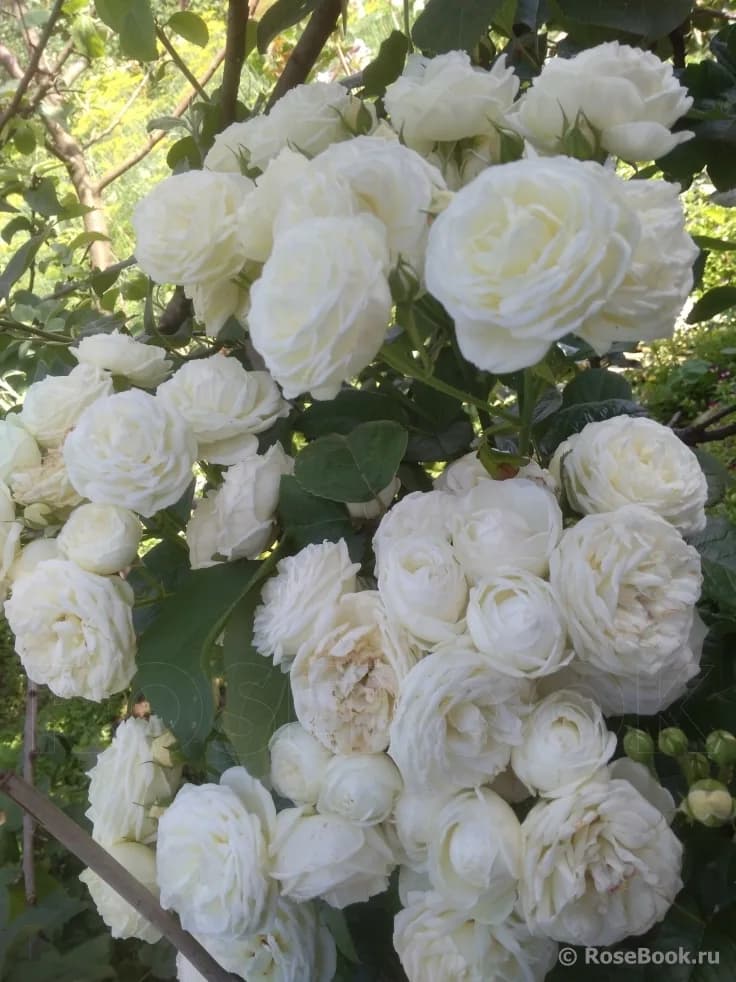 Фото 4