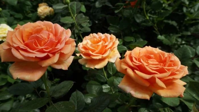 Фото 2