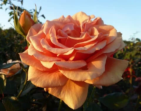 Фото 3