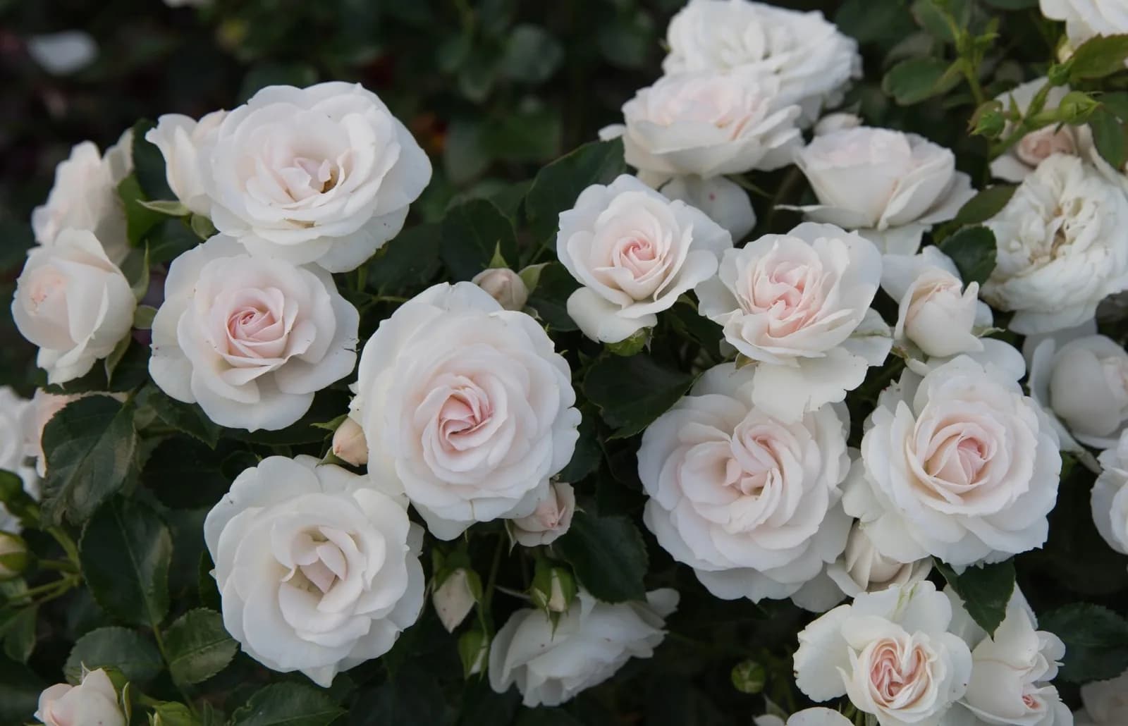 Фото 2