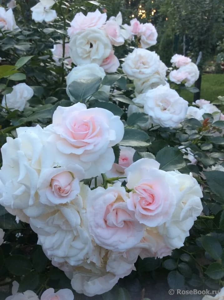 Фото 4