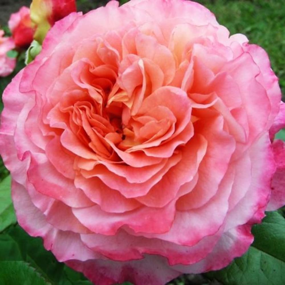 Фото 2