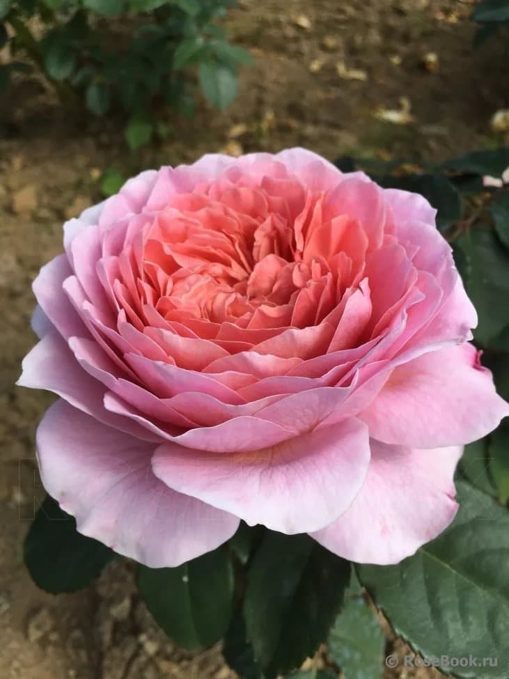 Фото 2