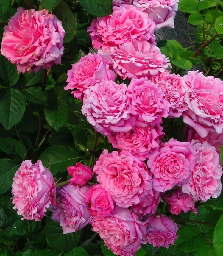 Фото 2