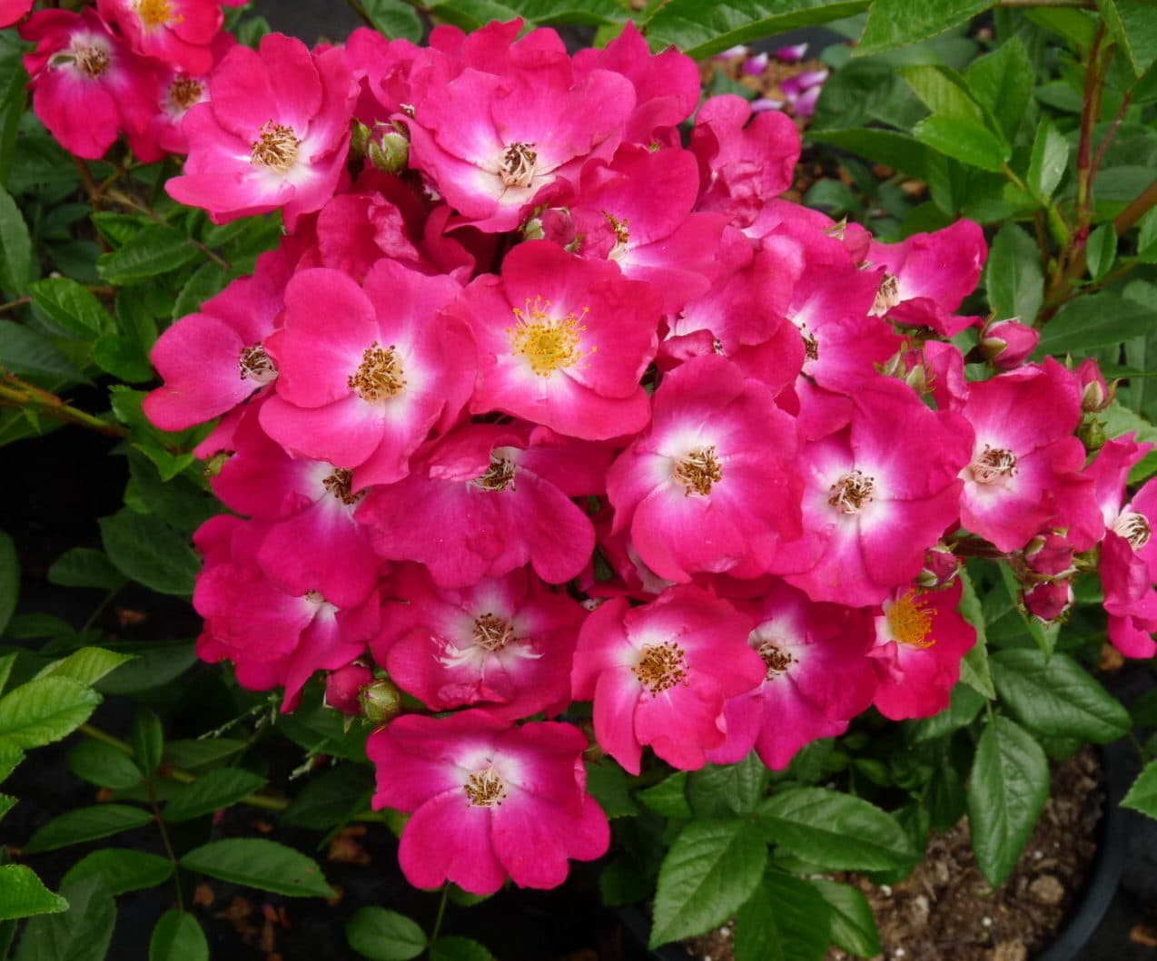 Фото 3