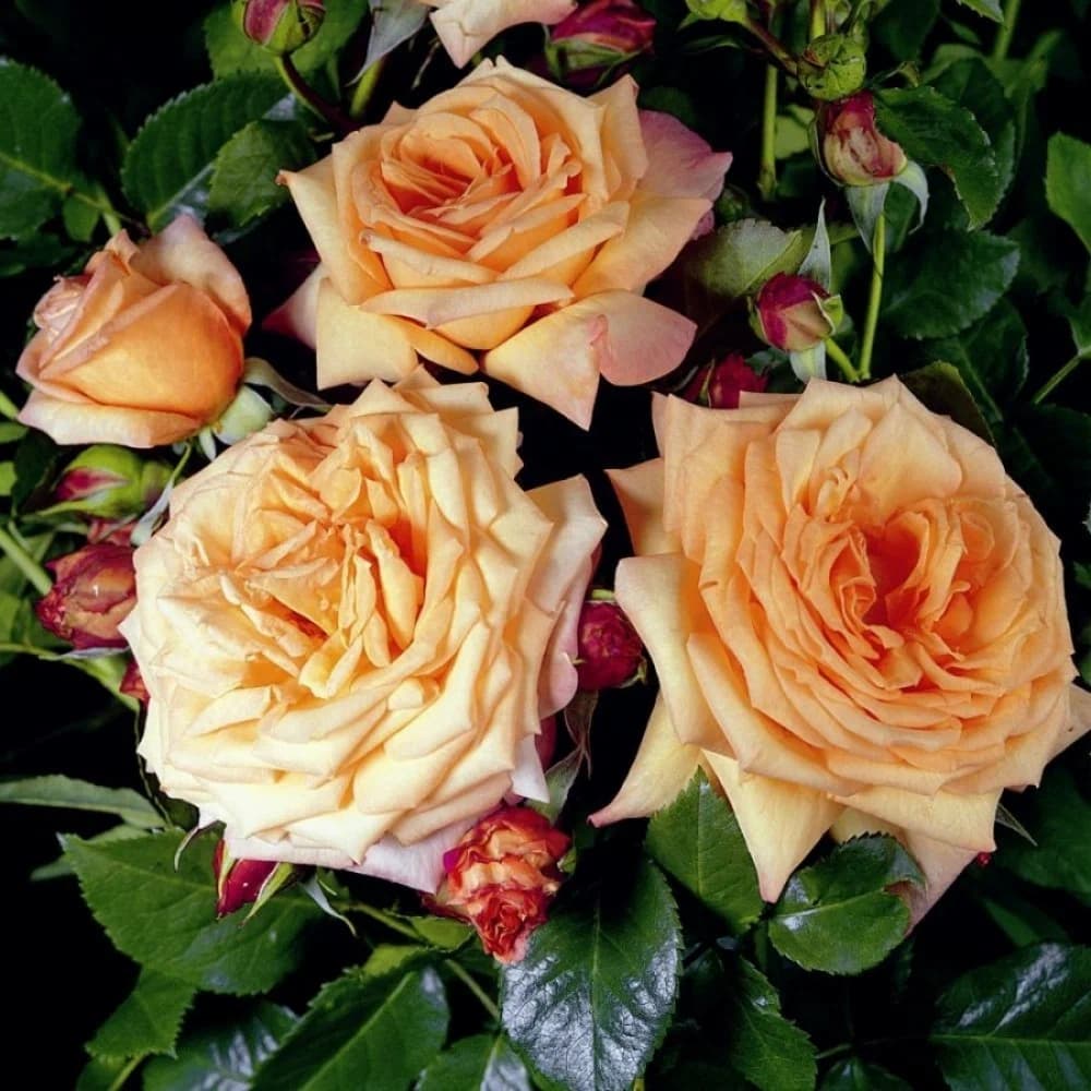 Фото 2