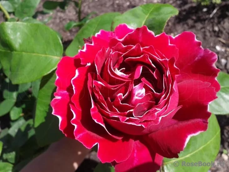 Фото 4