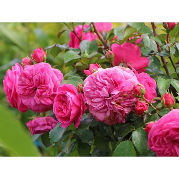 Фото 3