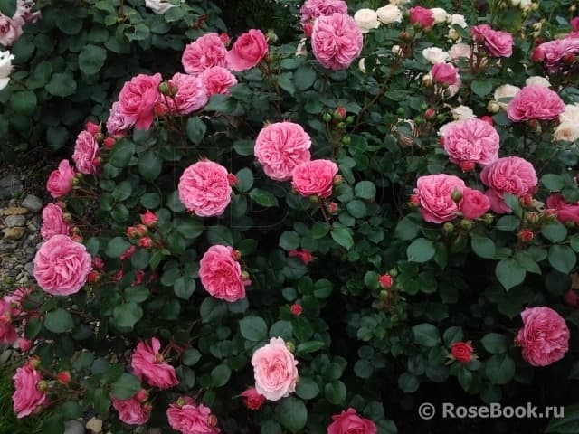 Фото 5
