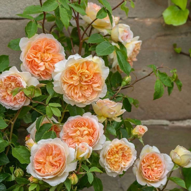 Фото 2