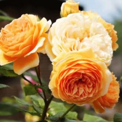 Фото 2