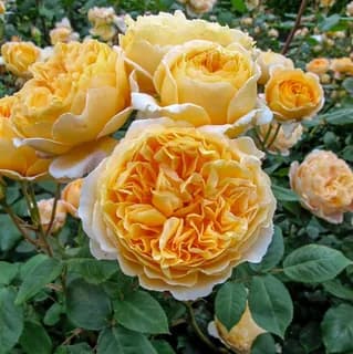 Фото 4
