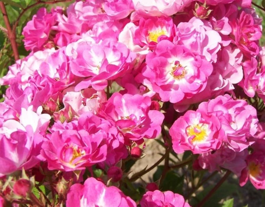 Фото 2