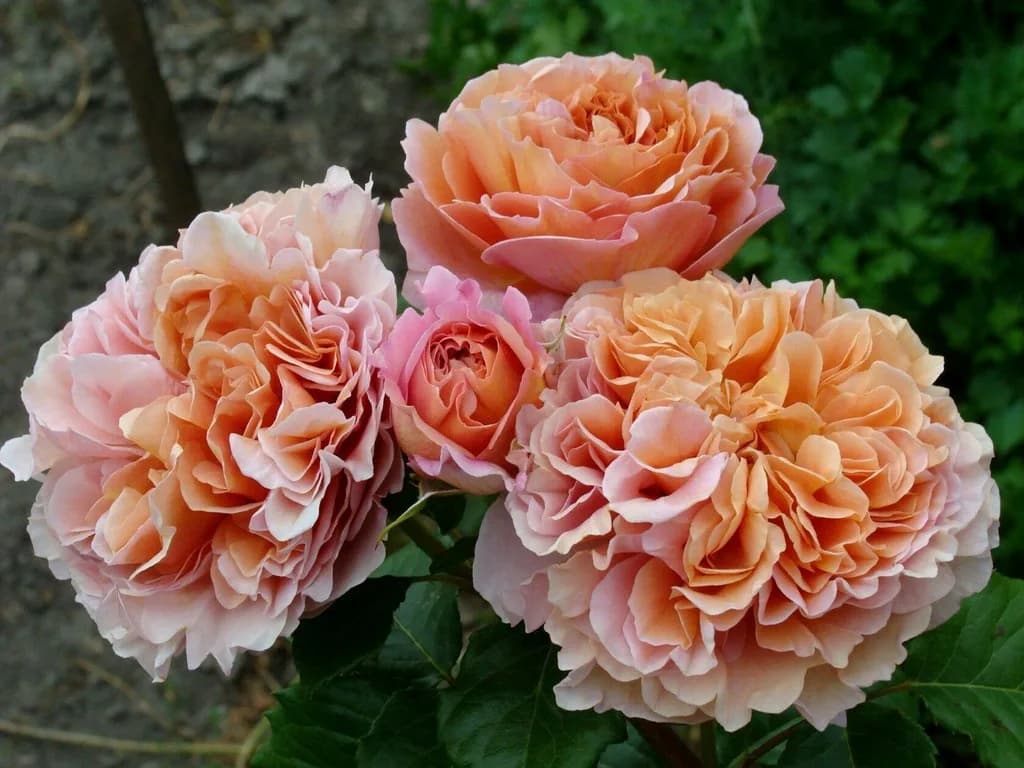 Фото 2