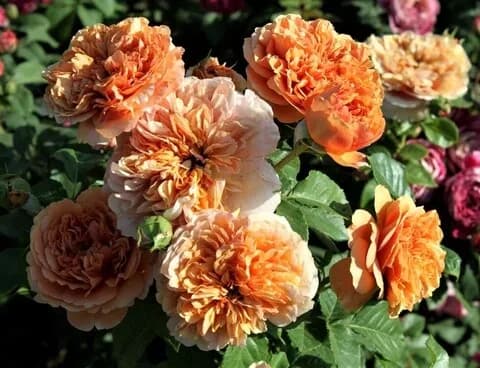 Фото 4