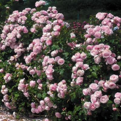 Фото 2