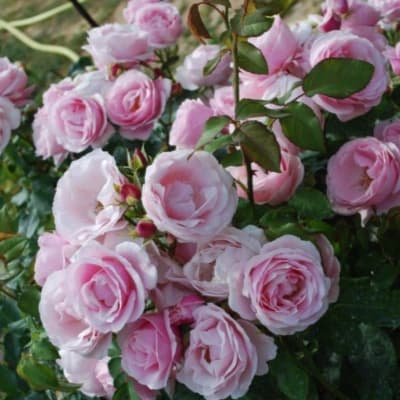 Фото 3