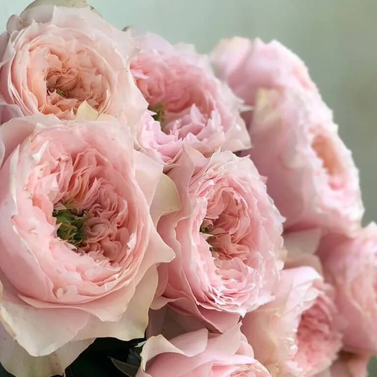 Bloomsbury (Блумсбери) Нидерланды 2019