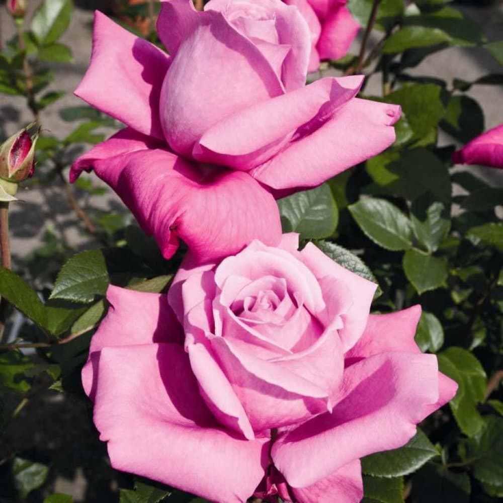 Фото 2