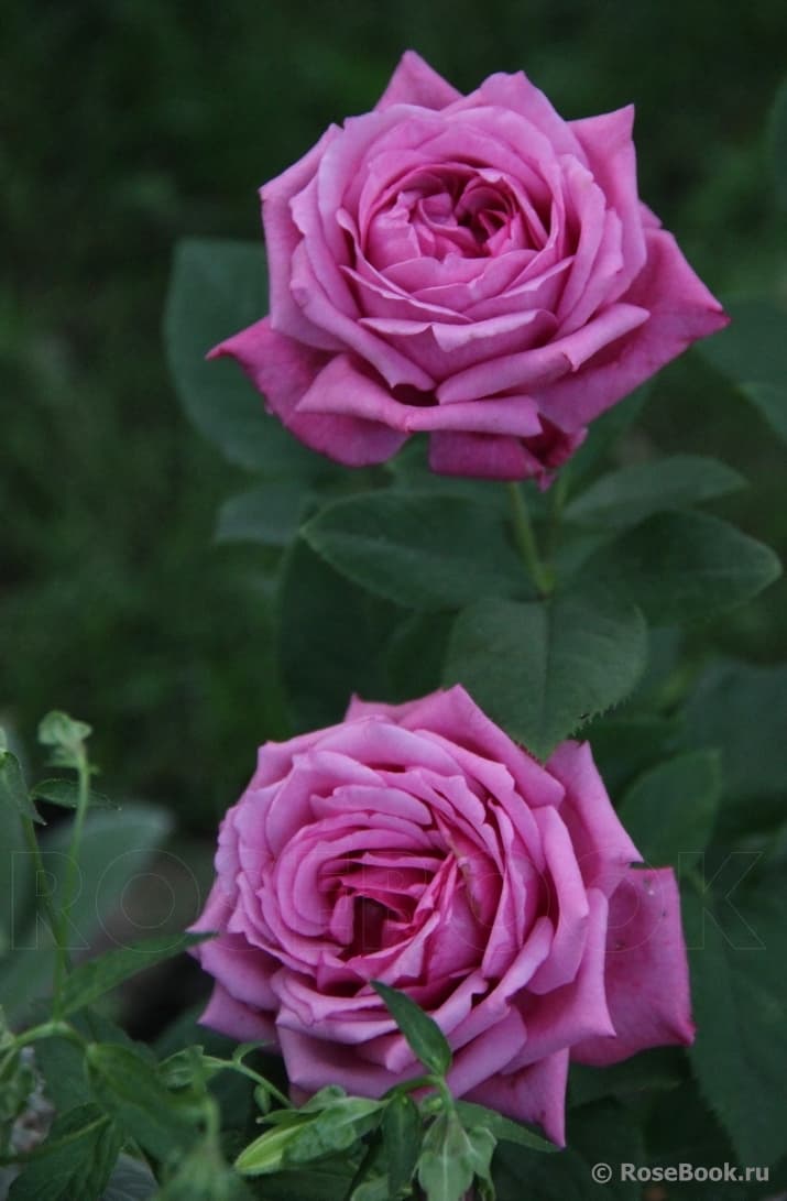 Фото 3