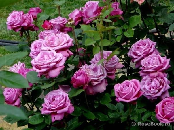 Фото 4