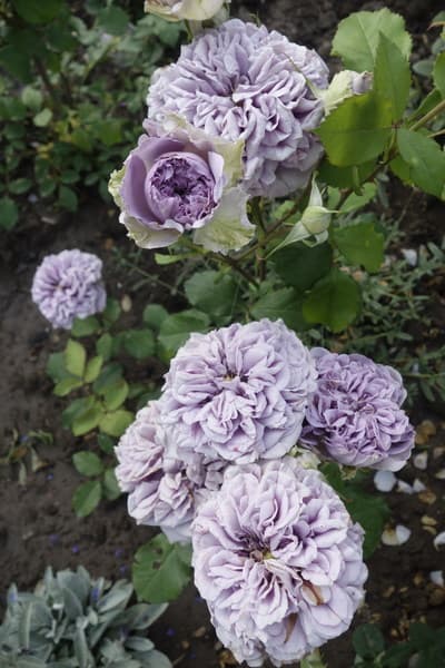 Фото 3