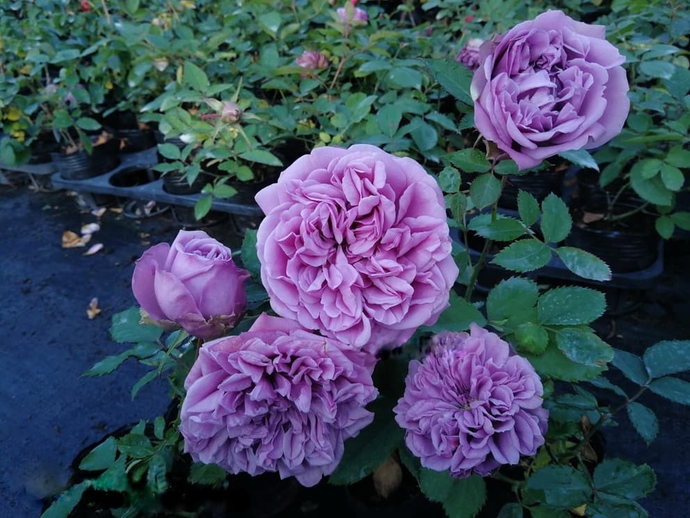 Фото 4
