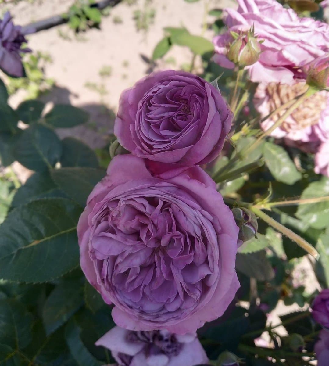 Фото 3