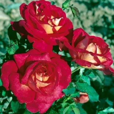 Фото 3