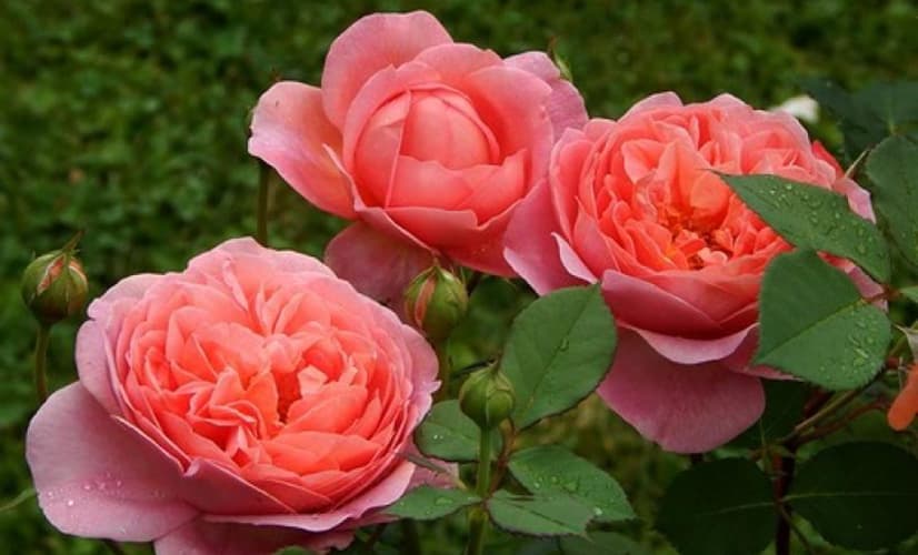 Фото 2