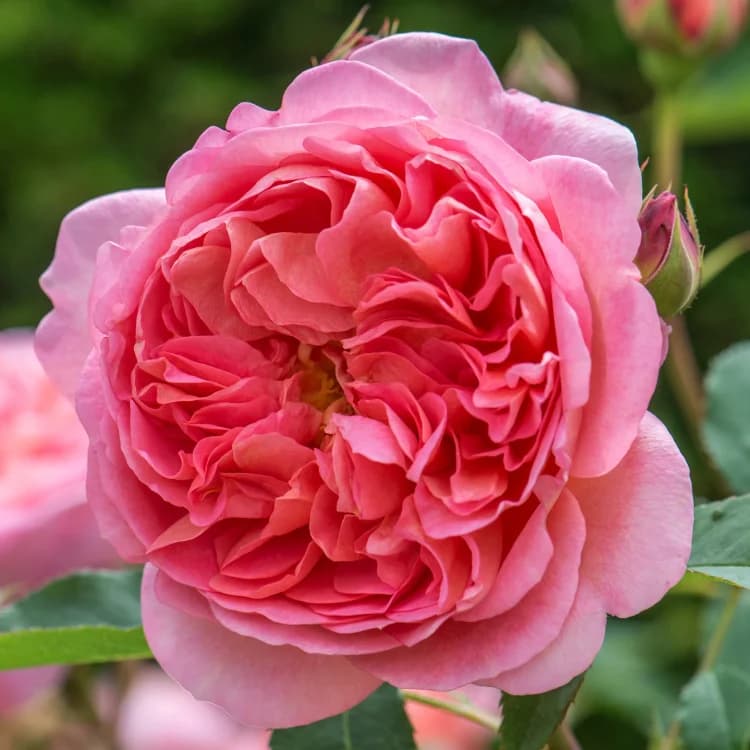 Фото 3