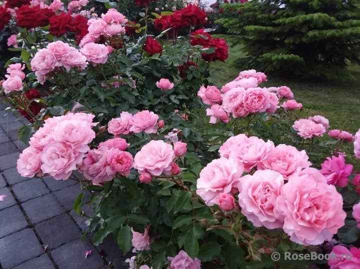 Фото 2