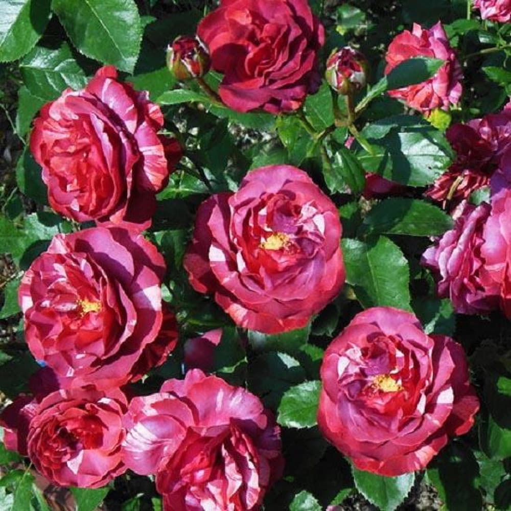 Фото 2