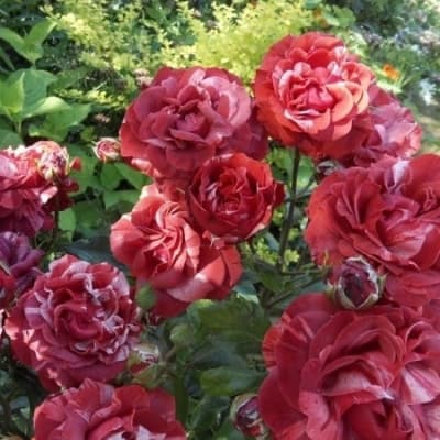Фото 4