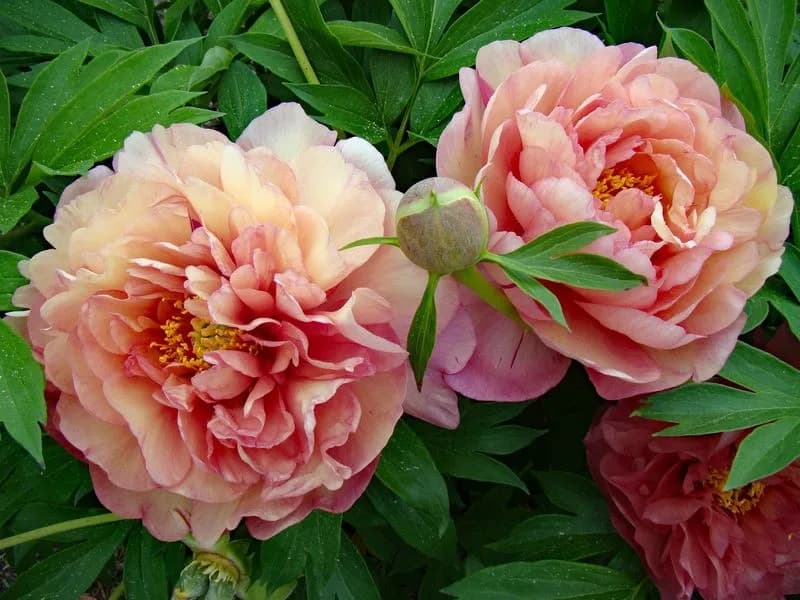 Фото 2