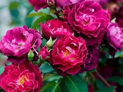 Фото 4