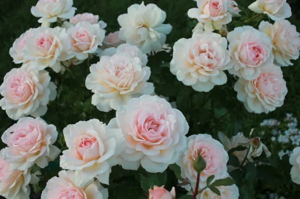 Фото 2