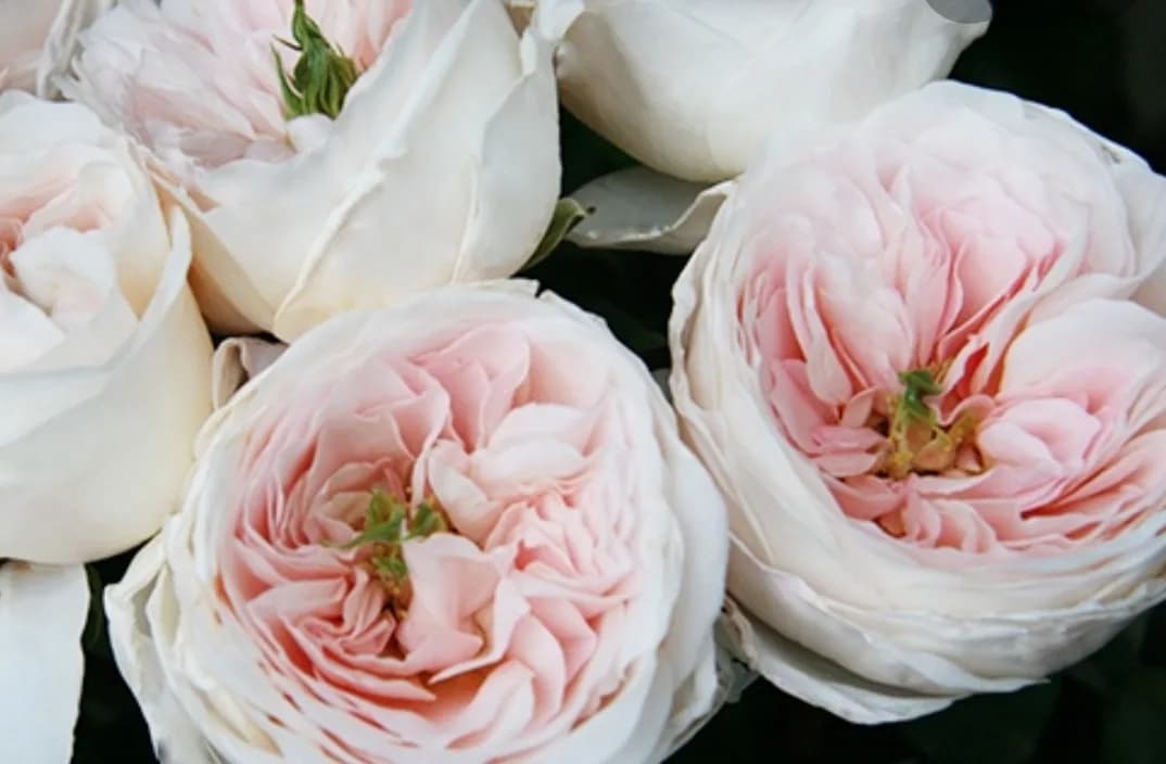 Фото 3