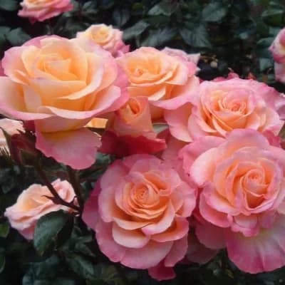 Фото 2