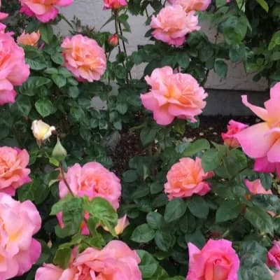 Фото 4