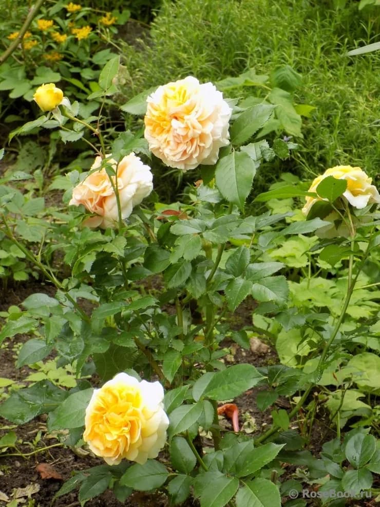 Фото 2