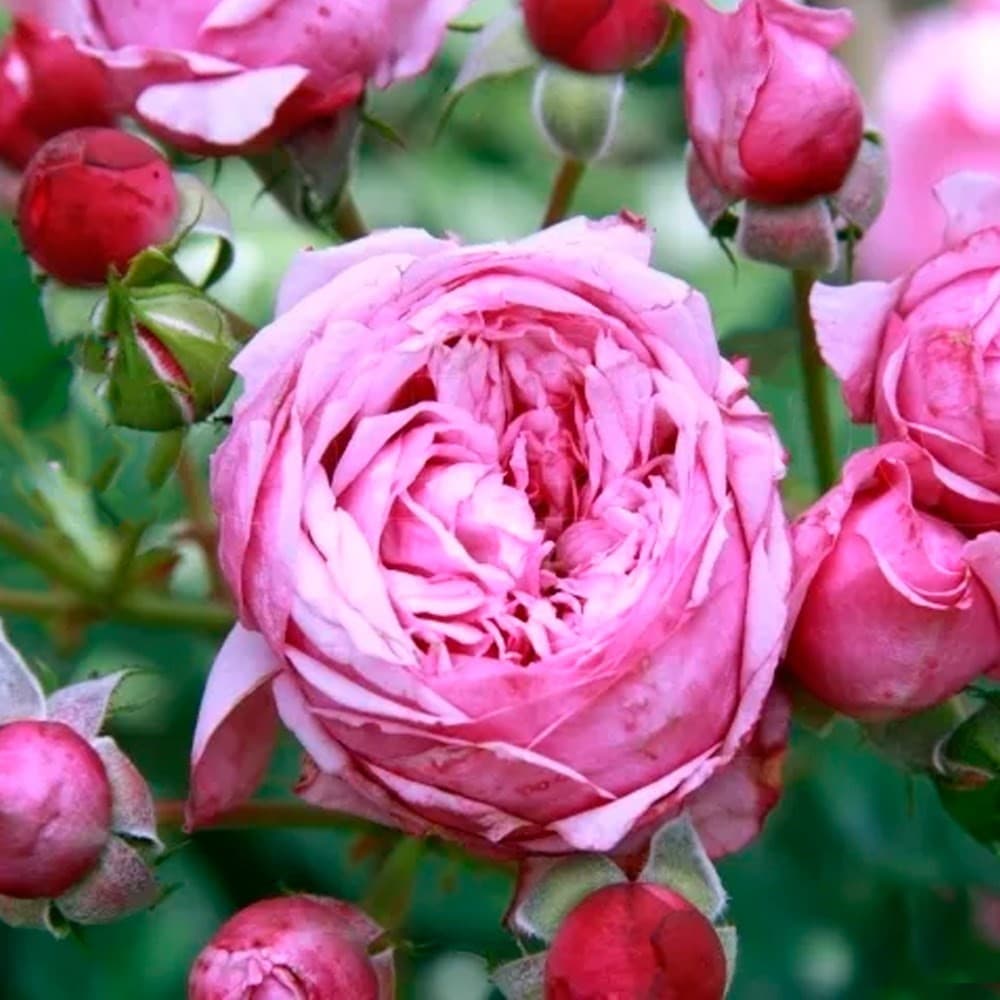 Фото 2