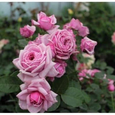 Фото 3
