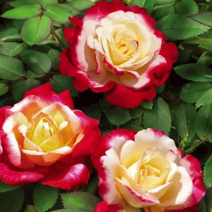 Фото 2