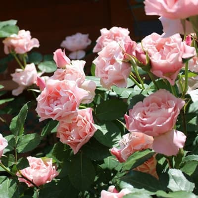 Фото 4