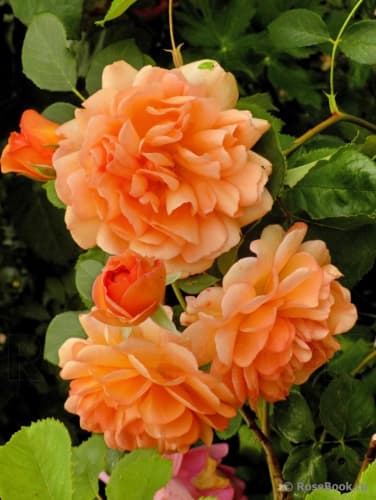 Фото 2